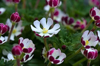 White Pink Zaluzianskya Flower Seeds - Flower seeds for Planting - Vibrant Colors, Heirloom & GMO Free Seeds for Home Garden