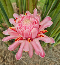Rainbow Torch Ginger Flower seeds for Planting - Premium Quality, Heirloom & GMO Free Seeds for Home Garden