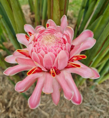 Rainbow Torch Ginger Flower seeds for Planting - Premium Quality, Heirloom & GMO Free Seeds for Home Garden