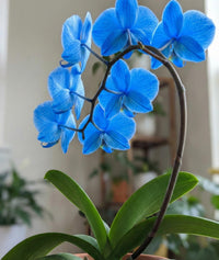 Blue Cymbidium Flower seeds for Planting Long Bloom Season Heirloom & GMO Free Seeds for Home Garden
 
 Sale