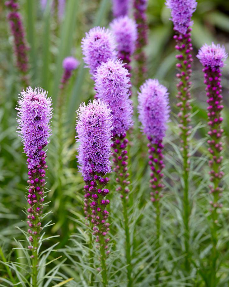 Pink Blazing Stars Flower seeds for Planting - Wildflower Mix, Heirloom & GMO Free Seeds for Home Garden