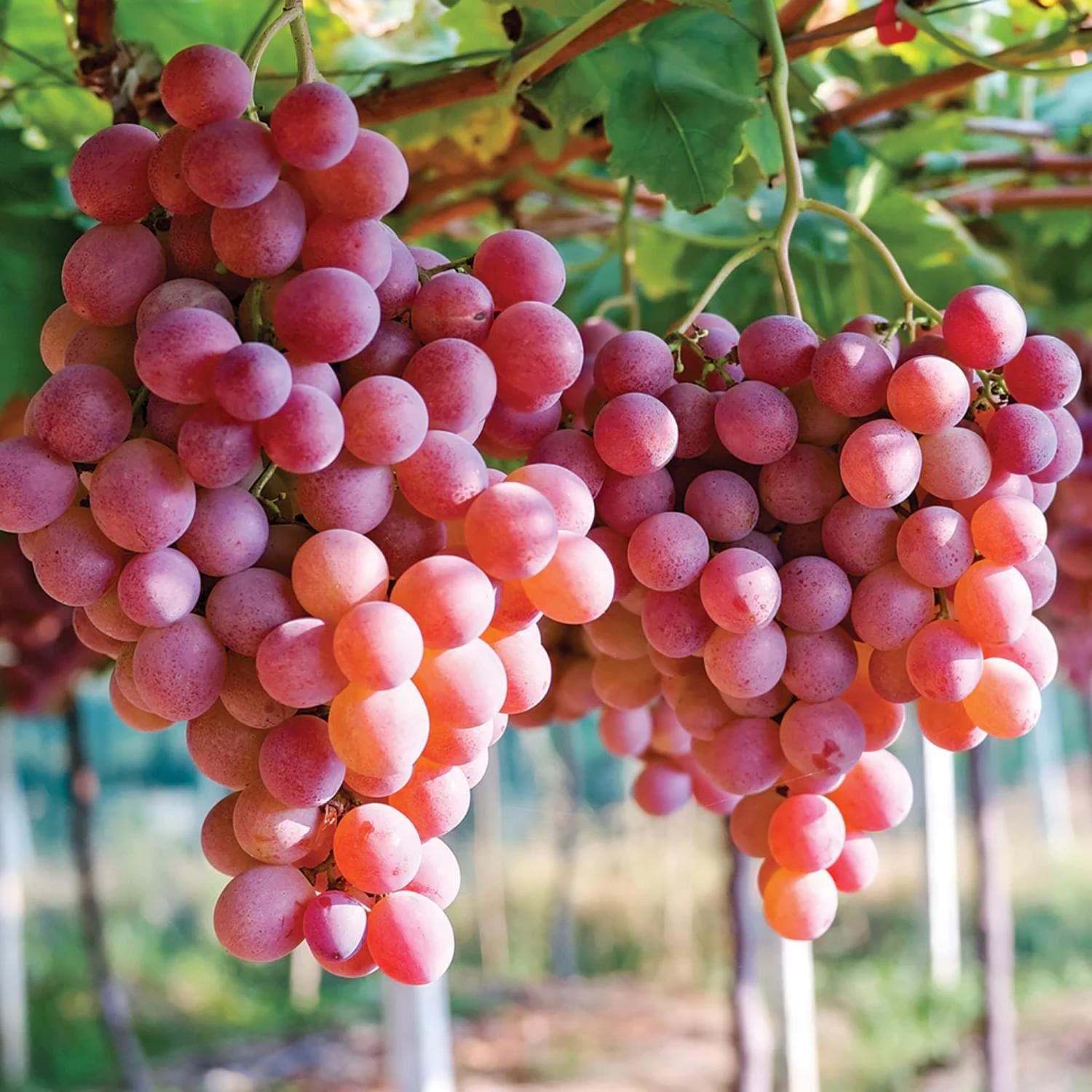 Ruby Roman Grape Seeds for Planting - Grow Your Own Grapes