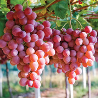 Ruby Roman Grape Seeds for Planting - Grow Your Own Grapes