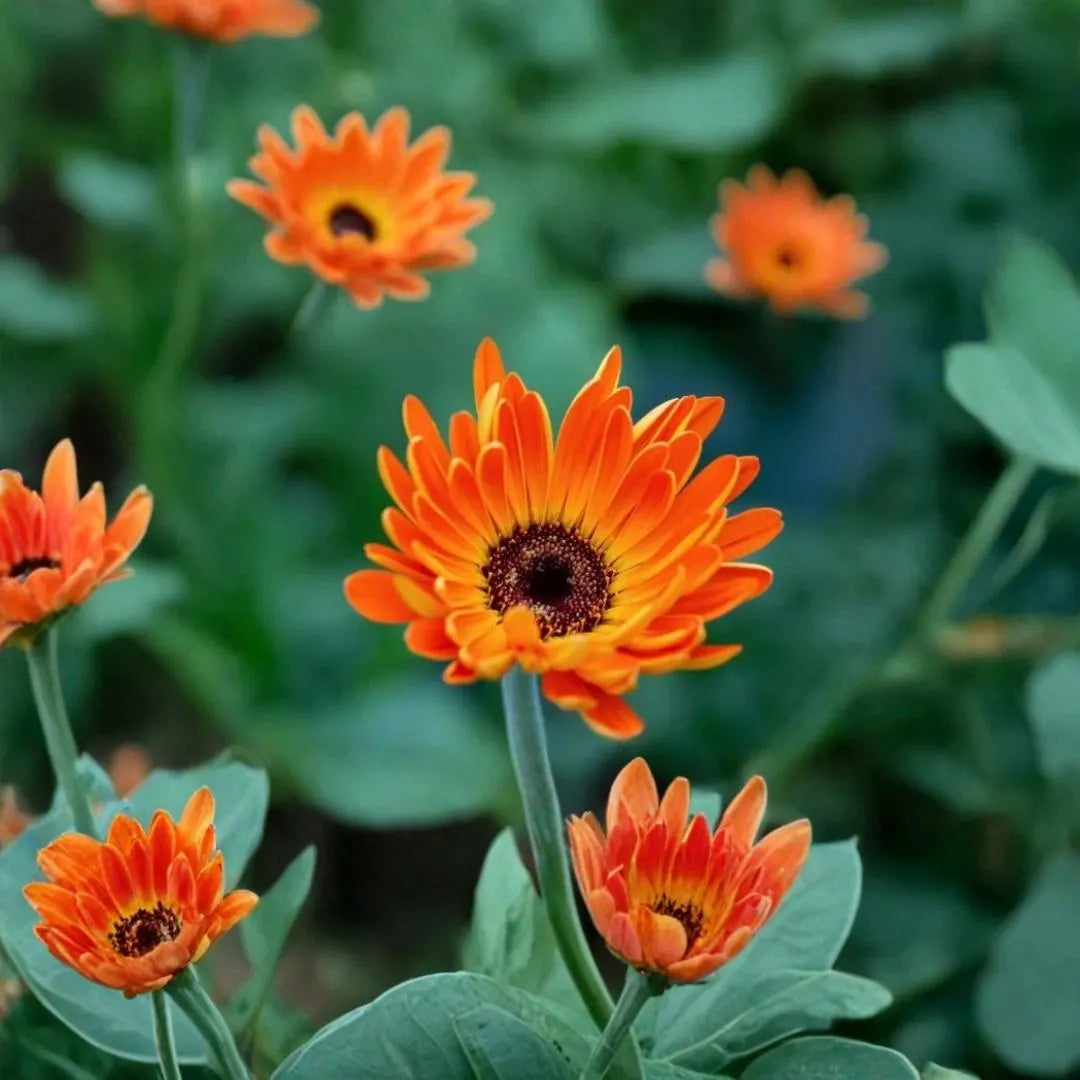 Orange and Blue William Osteospermum Flower seeds for Planting Bright Blooms Heirloom & GMO Free Seeds for Home Garden