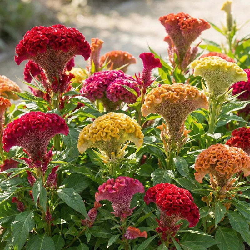 Cockscomb Seeds (Celosia) for Beautiful, Curly Blooms