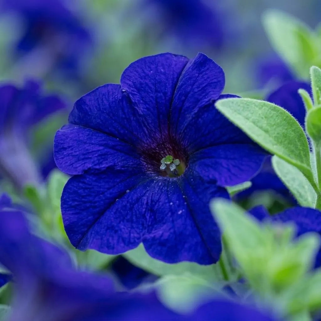 Deep Blue Petunia Flower Seeds for Planting Heirloom NONGMO Easy to Grow Garden Blooms 
 
 Sale