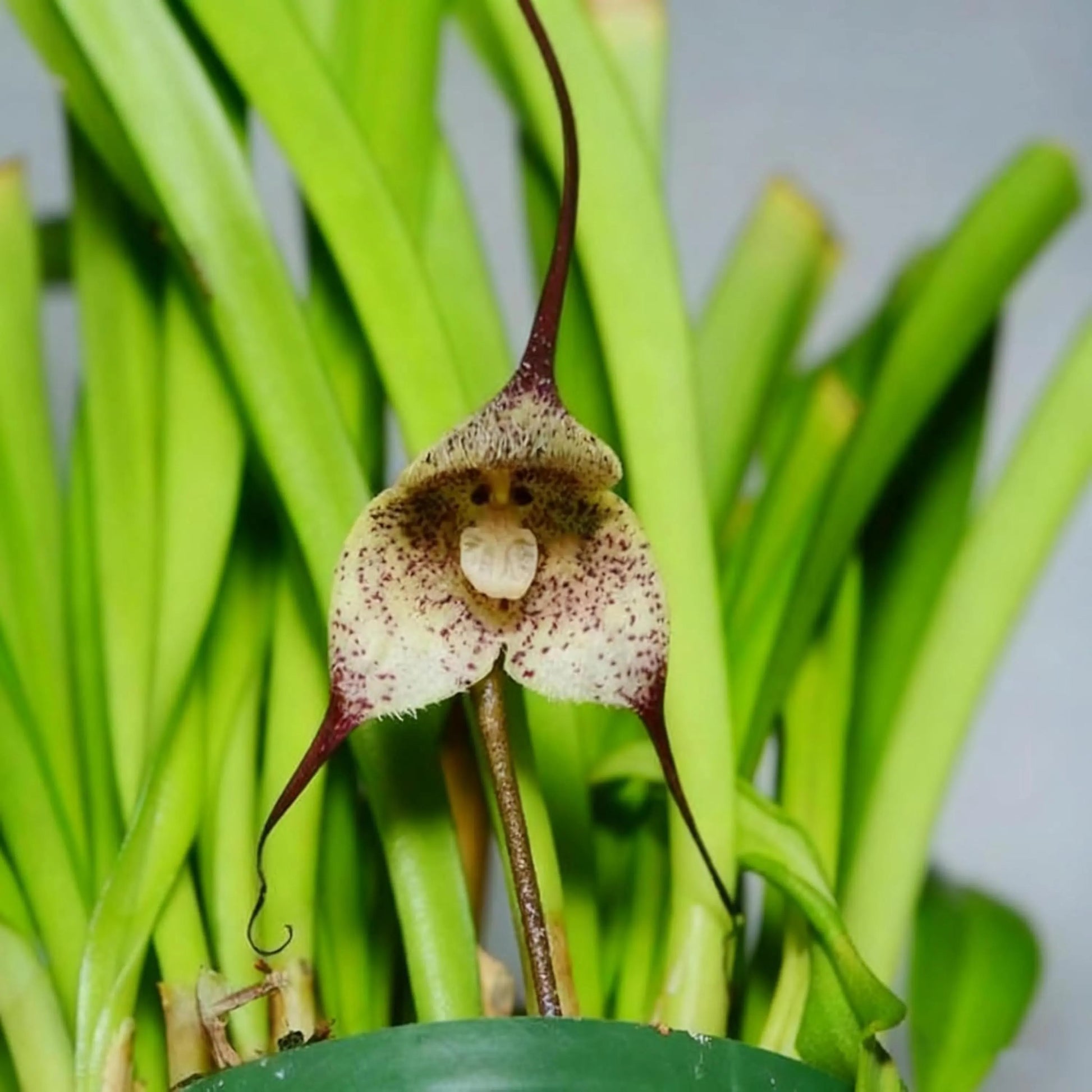 Monkey Orchid Flower seeds for Planting Sun Loving Heirloom & GMO Free Seeds for Home Garden 
 
 Sale