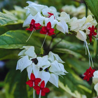 Clerodendrum Flower seeds for Planting Wildflower Mix Heirloom & GMO Free Seeds for Home Garden 
 
 Sale