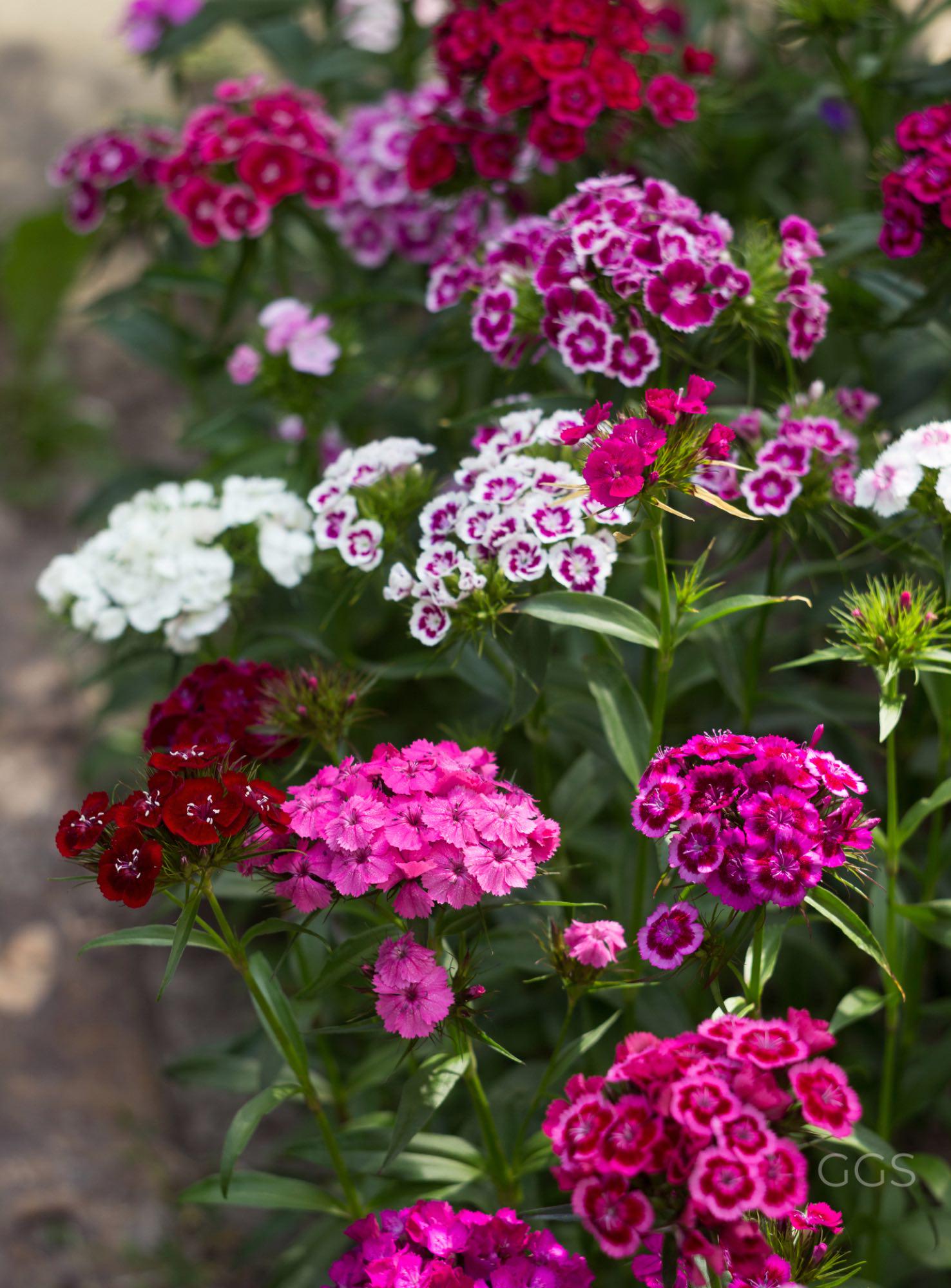 Dianthus Wee Willie Mix Seeds – Charming Perennial Dwarf Flower Variety