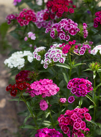 Dianthus Wee Willie Mix Seeds – Charming Perennial Dwarf Flower Variety