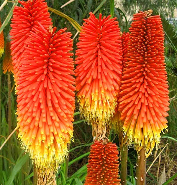 Uvaria Flower seeds for Planting - Cottage Garden Essential, Heirloom & GMO Free Seeds for Home Garden