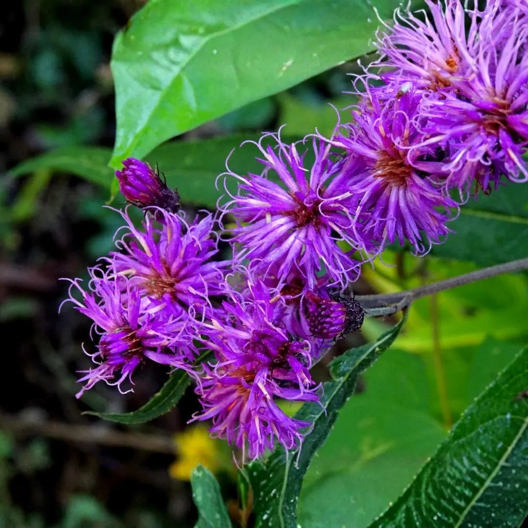 Vernonia Anthelmintica Flower seeds for Planting Cottage Garden Essential Heirloom & GMO Free Seeds for Home Garden