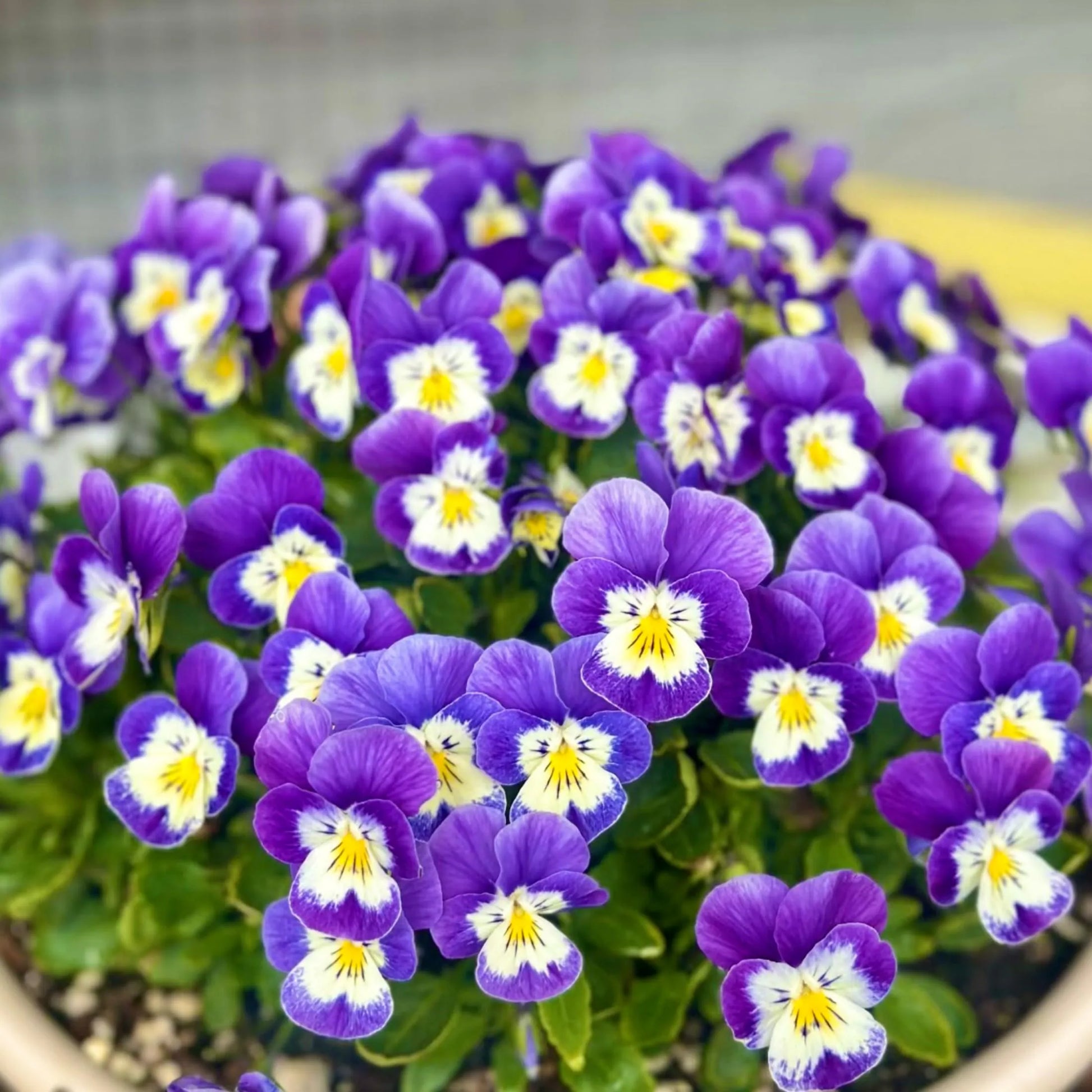 Viola Germania Flower Planting Seeds - Mixed Variety