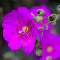 Red Rock Purslane Ruby Tuesday or Calandrinia Flower seeds for Planting - Cut Flower Favorite, Heirloom & GMO Free Seeds for Home Garden