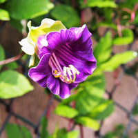 Purple Cathedral Bells Cobaea Scandens Climber Hummingbird Flower seeds for Planting - Bright Blooms, Heirloom & GMO Free Seeds for Home Garden
