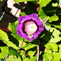 Purple Cathedral Bells Cobaea Scandens Climber Hummingbird Flower seeds for Planting - Bright Blooms, Heirloom & GMO Free Seeds for Home Garden