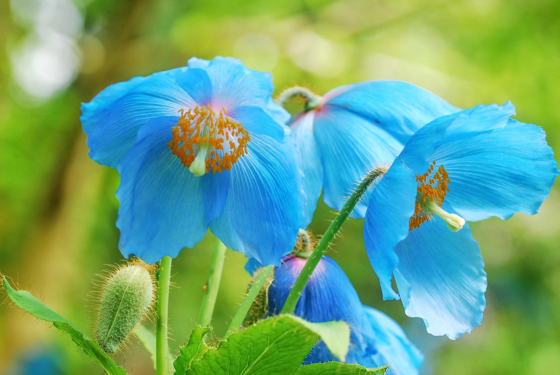 Meconopsis Betonicifolia Flower seeds for Planting Pollinator Friendly Heirloom & GMO Free Seeds for Home Garden