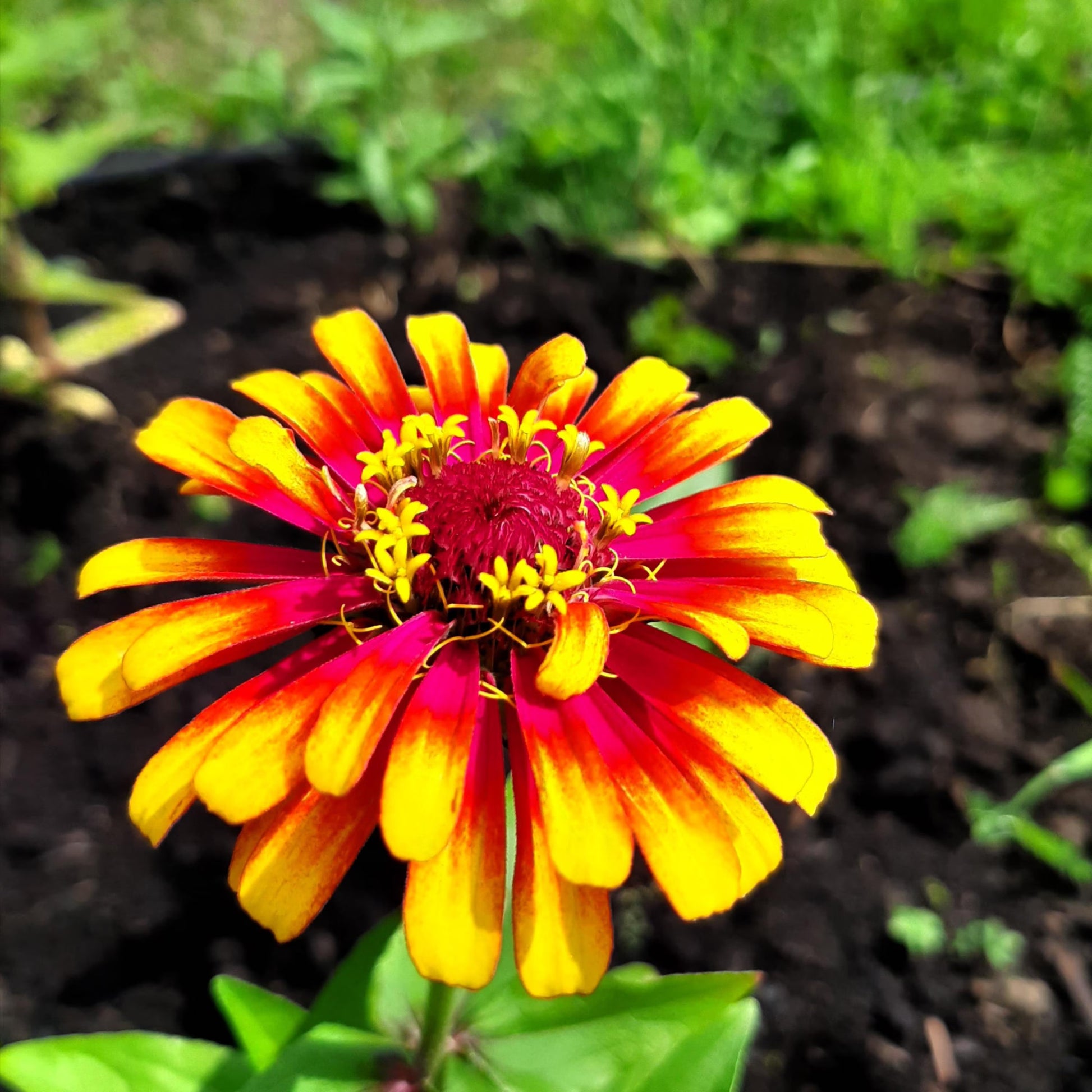 Carrousel Mix Zinnia Seeds for Colorful Garden Displays
