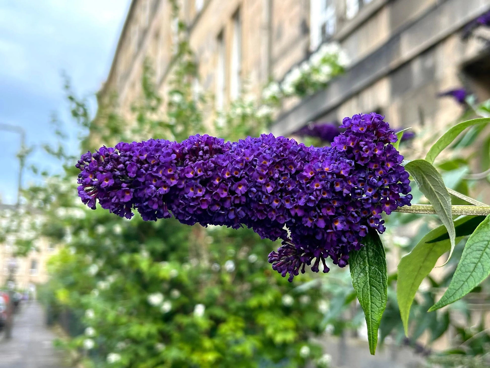 Purple Buddleja Flower seeds for Planting - Pollinator Friendly, Heirloom & GMO Free Seeds for Home Garden