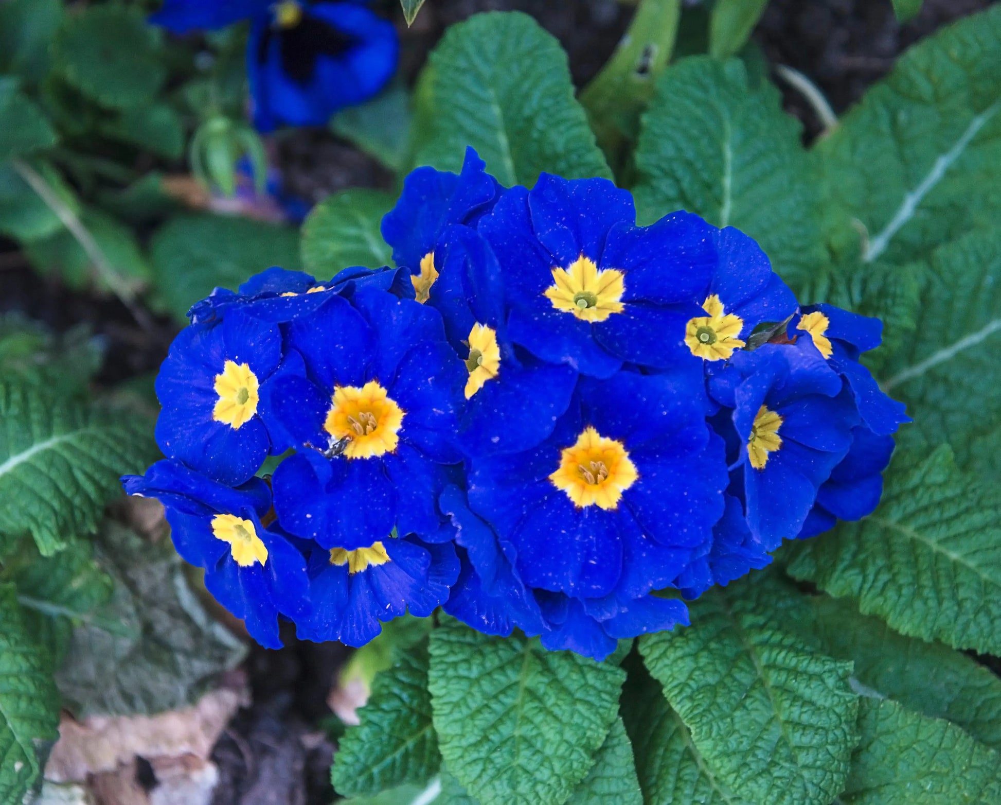 Heirloom Primrose Flower seeds for Planting Fragrant Blossoms Heirloom & GMO Free Seeds for Home Garden