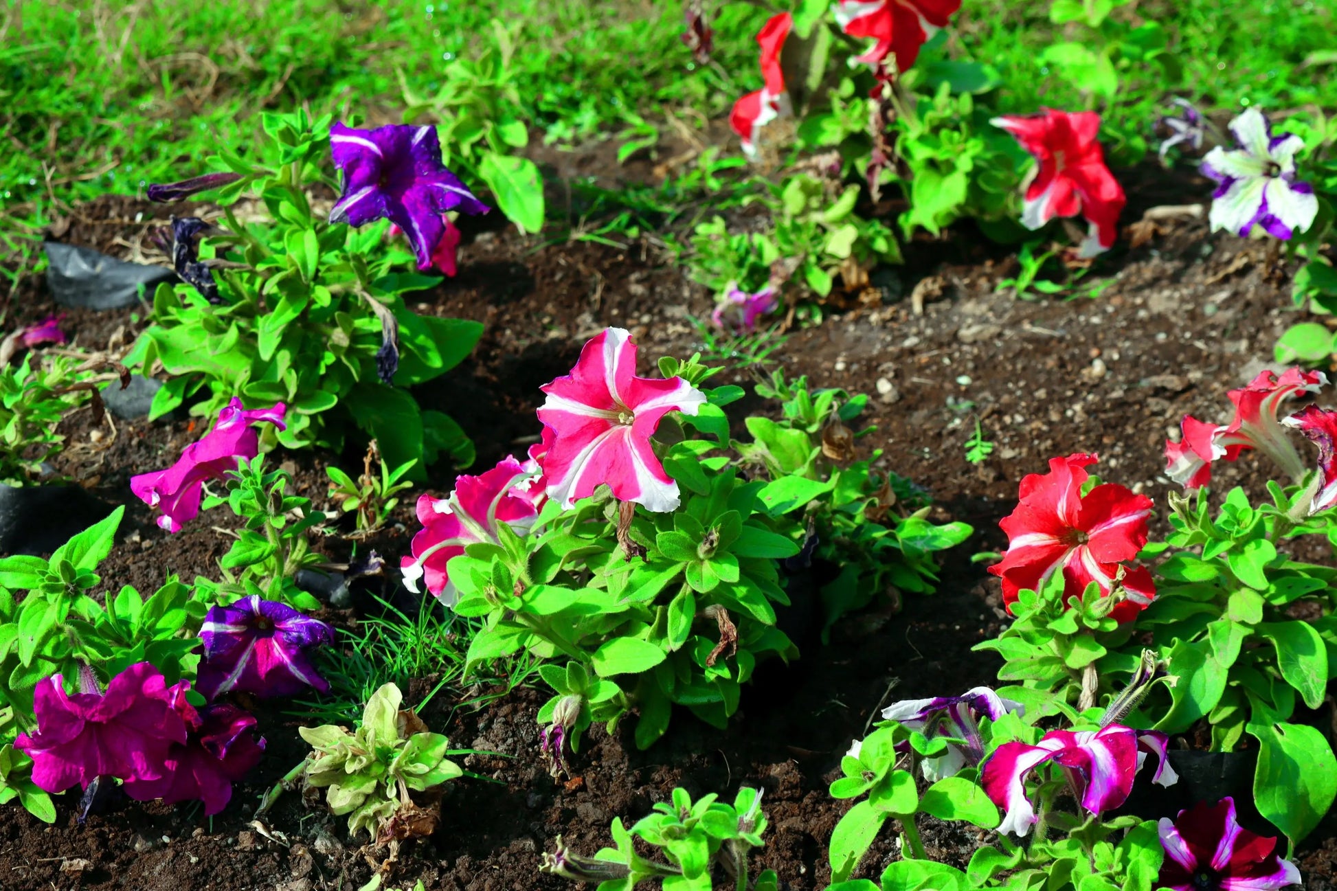 Ultra Star Petunia Violacea Flower seeds for Planting Vibrant Colors Heirloom & GMO Free Seeds for Home Garden
