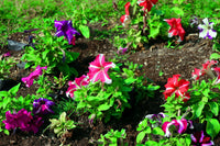 Ultra Star Petunia Violacea Flower seeds for Planting Vibrant Colors Heirloom & GMO Free Seeds for Home Garden