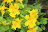 Yellow Mimulus Flower seeds for Planting - Low Maintenance, Heirloom & GMO Free Seeds for Home Garden