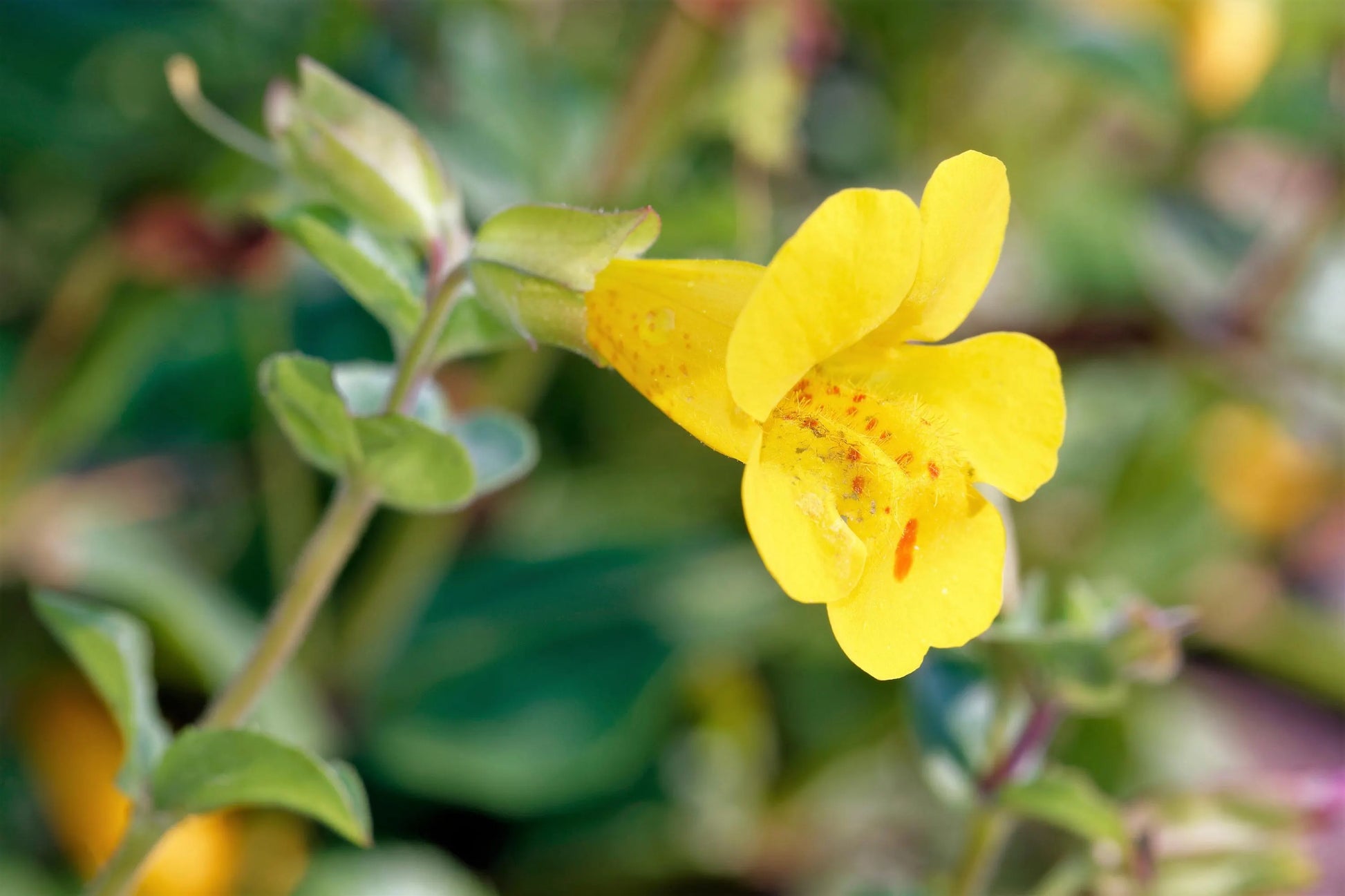 Yellow Mimulus Flower seeds for Planting - Low Maintenance, Heirloom & GMO Free Seeds for Home Garden