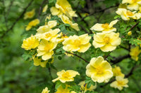 Yellow Hugo Rose Flower Seeds Planting
