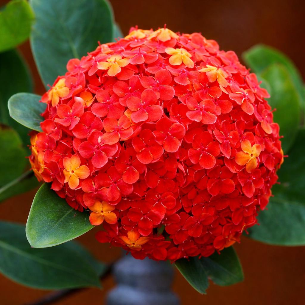 Hydrangea Orange Flower seeds for Planting - Wildflower Mix, Heirloom & GMO Free Seeds for Home Garden