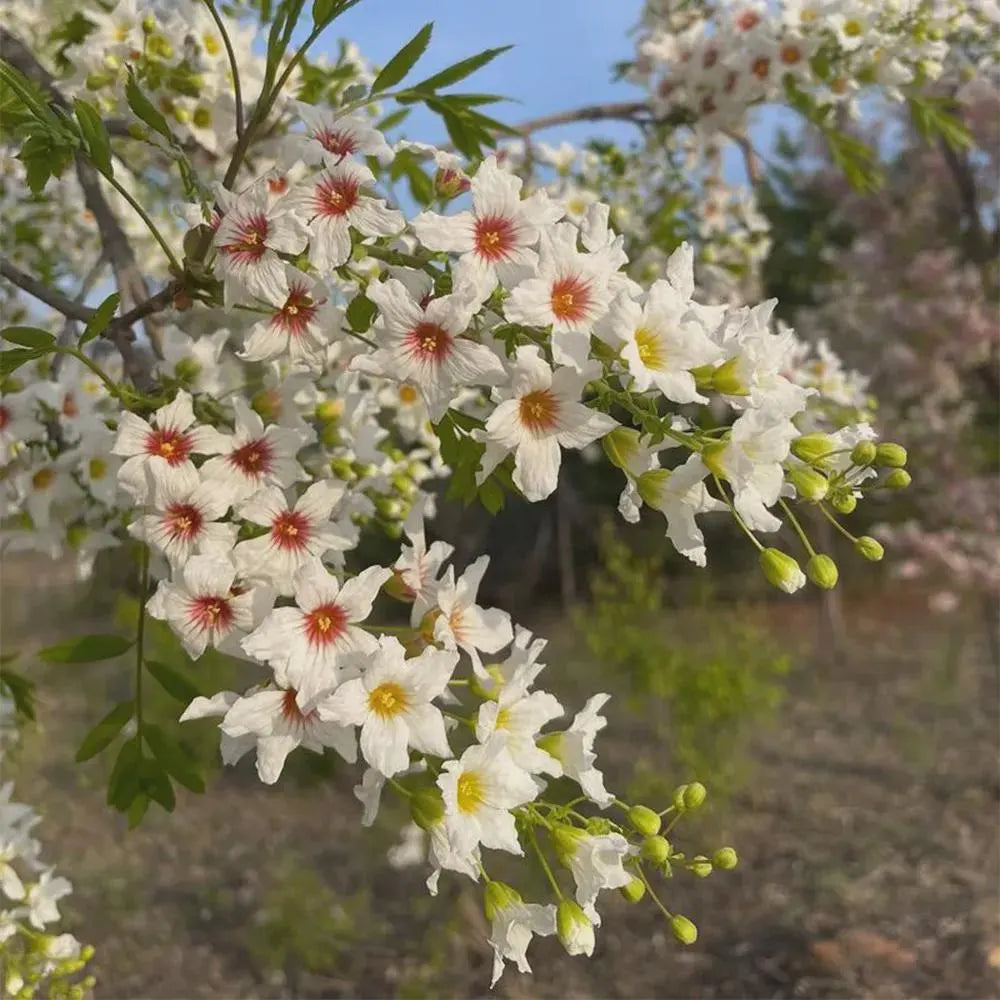 Xanthoceras Sorbifolium Flower seeds for Planting Cut Flower Favorite Heirloom & GMO Free Seeds for Home Garden