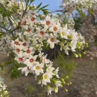 Xanthoceras Sorbifolium Flower seeds for Planting Cut Flower Favorite Heirloom & GMO Free Seeds for Home Garden