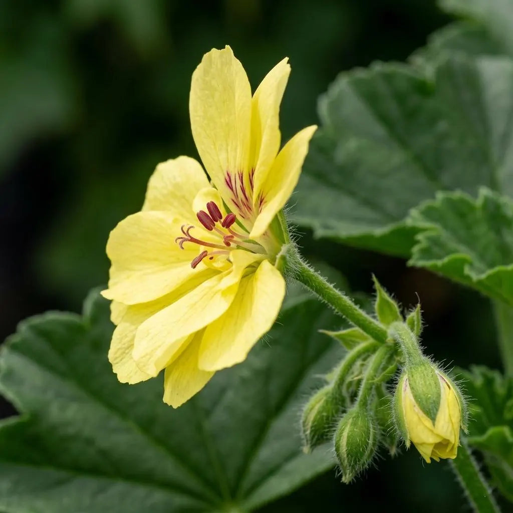 Yellow Pelargonium Flower seeds for Planting - Wildflower Mix, Heirloom & GMO Free Seeds for Home Garden