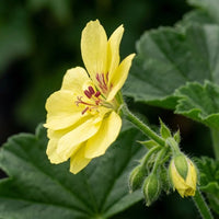 Yellow Pelargonium Flower seeds for Planting - Wildflower Mix, Heirloom & GMO Free Seeds for Home Garden