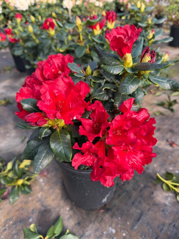 Red Rhododendron Seeds for Planting - Perennial Blooms