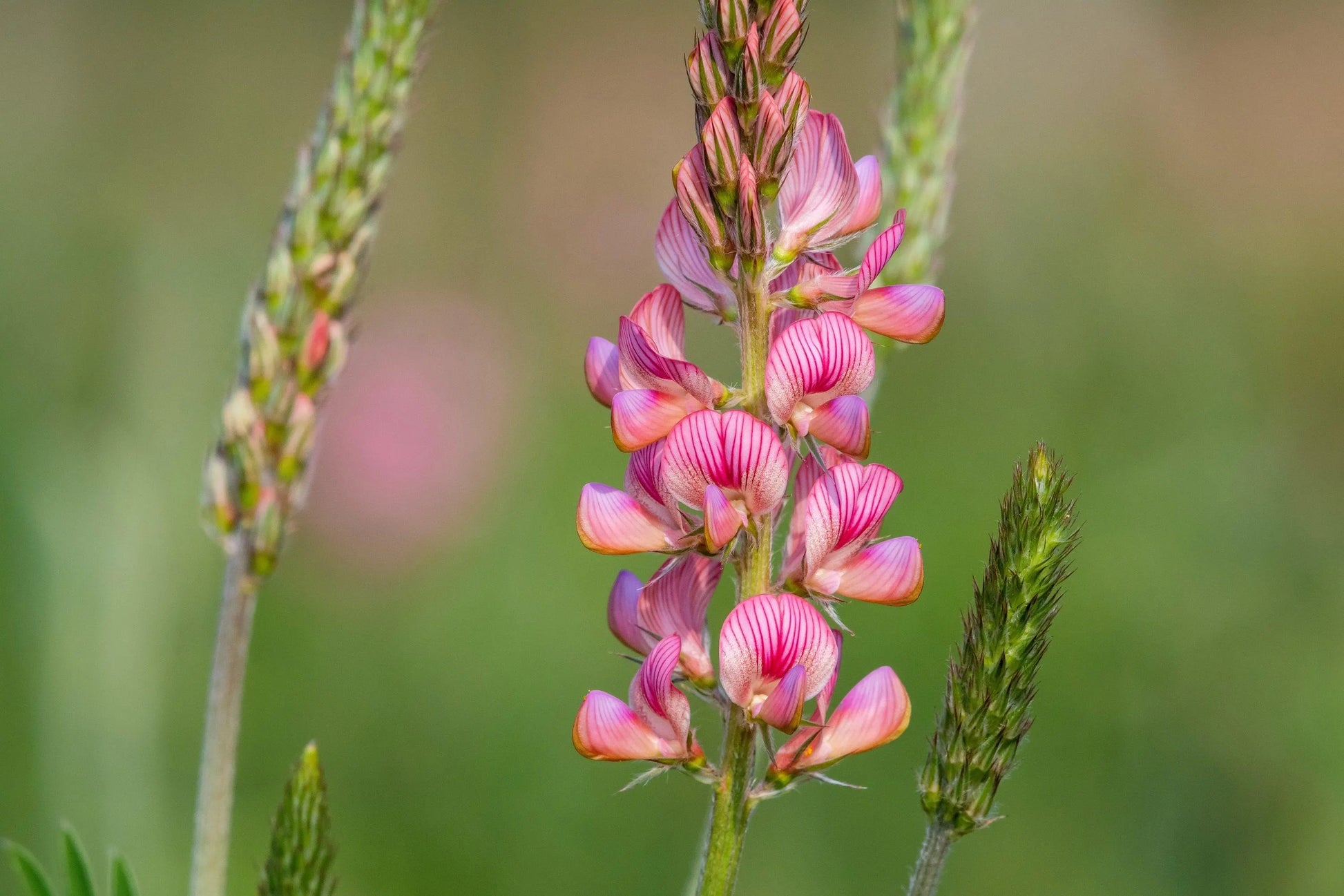 Heirloom Sainfoin Flower seeds for Planting - Pollinator Friendly, Heirloom & GMO Free Seeds for Home Garden