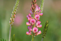 Heirloom Sainfoin Flower seeds for Planting - Pollinator Friendly, Heirloom & GMO Free Seeds for Home Garden