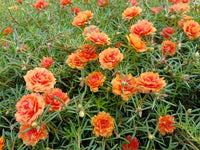 Portulaca Moss Rose Flower seeds for Planting Vibrant Colors Heirloom & GMO Free Seeds for Home Garden
