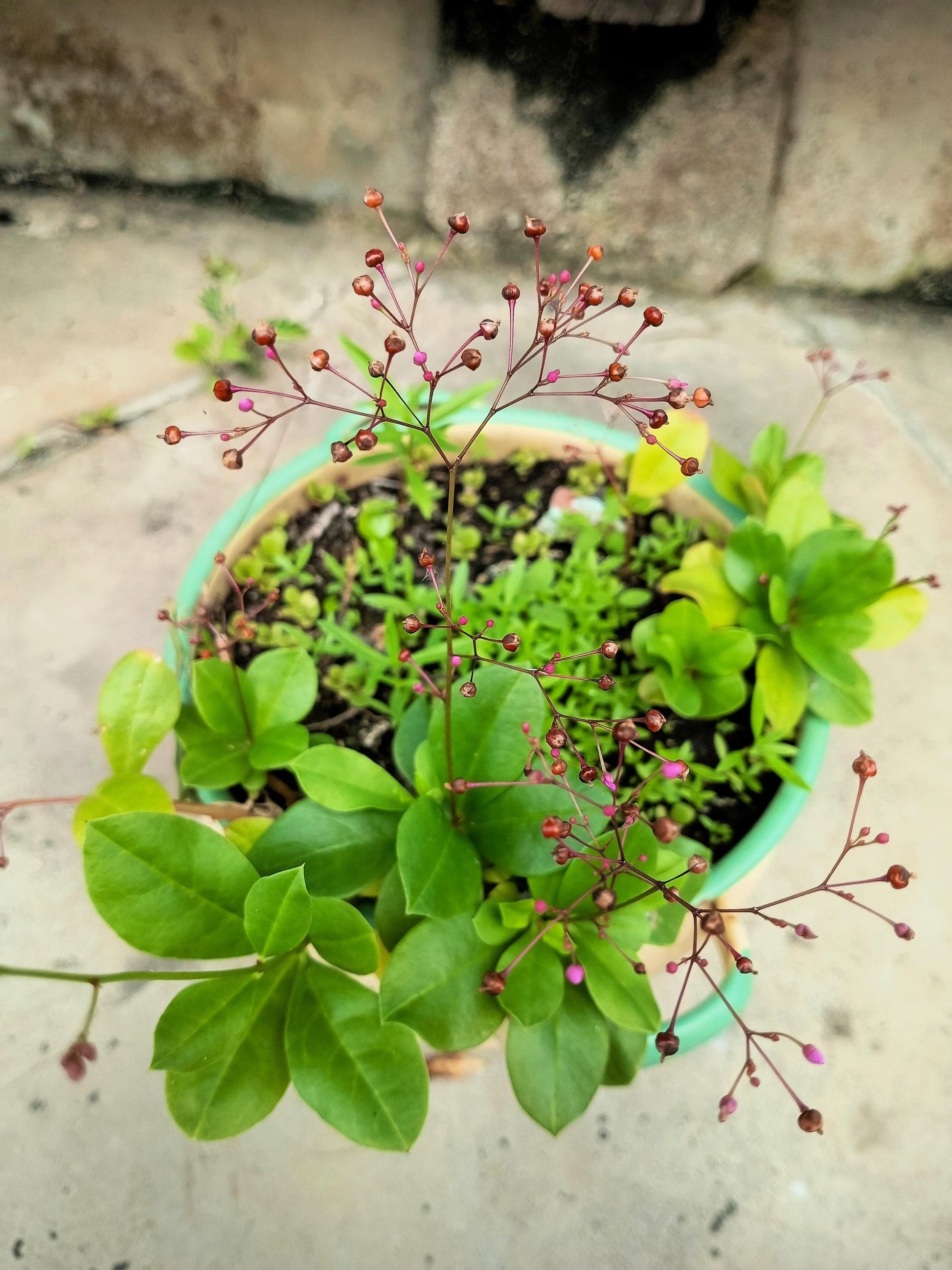 Talinum Paniculatum Flower seeds for Planting - Drought Tolerant, Heirloom & GMO Free Seeds for Home Garden
 
 Sale
