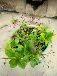 Talinum Paniculatum Flower seeds for Planting - Drought Tolerant, Heirloom & GMO Free Seeds for Home Garden
 
 Sale