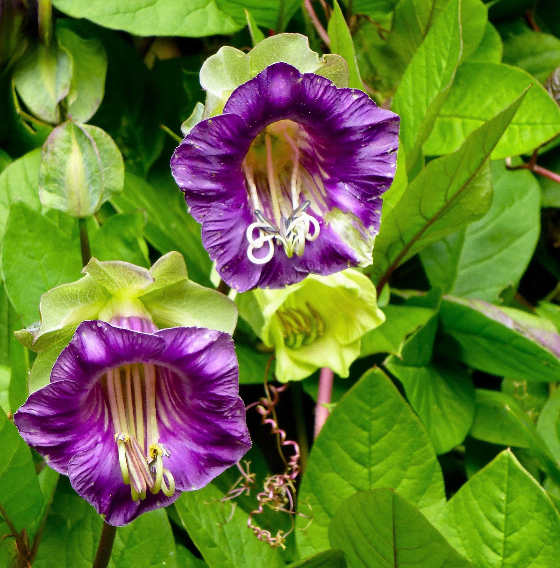 Heirloom Cobaea Scandens Flower seeds for Planting Low Maintenance Heirloom & GMO Free Seeds for Home Garden