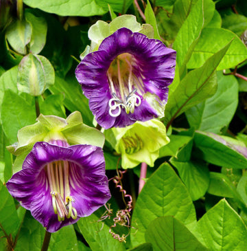Heirloom Cobaea Scandens Flower seeds for Planting Low Maintenance Heirloom & GMO Free Seeds for Home Garden