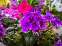 Moss Verbena Flower seeds for Planting Compact Growth Heirloom & GMO Free Seeds for Home Garden