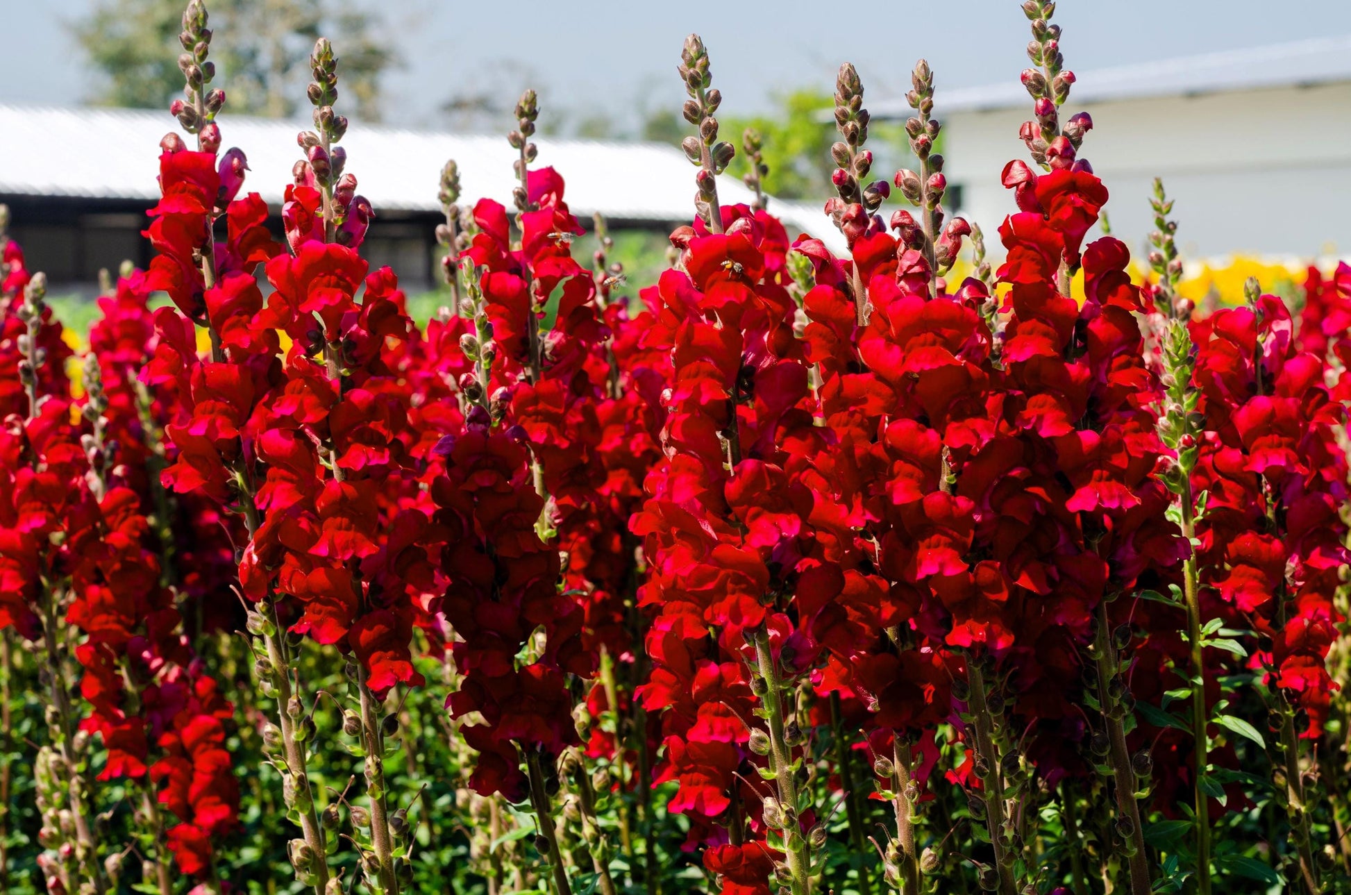 Antirrhinum Flower seeds for Planting Bright Blooms Heirloom & GMO Free Seeds for Home Garden