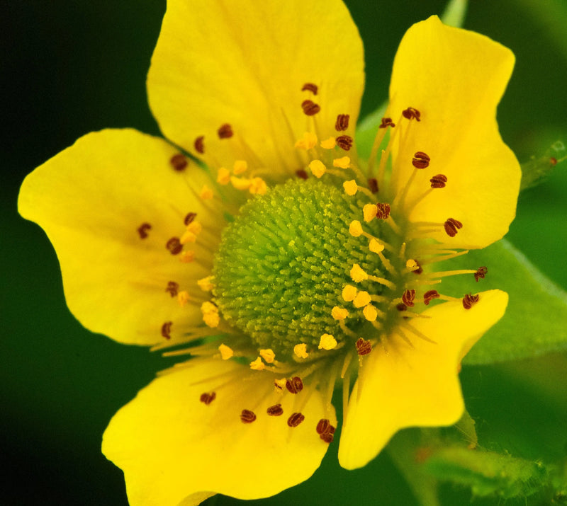 Yellow Moist Wetland Flower seeds for Planting - Premium Quality, Heirloom & GMO Free Seeds for Home Garden