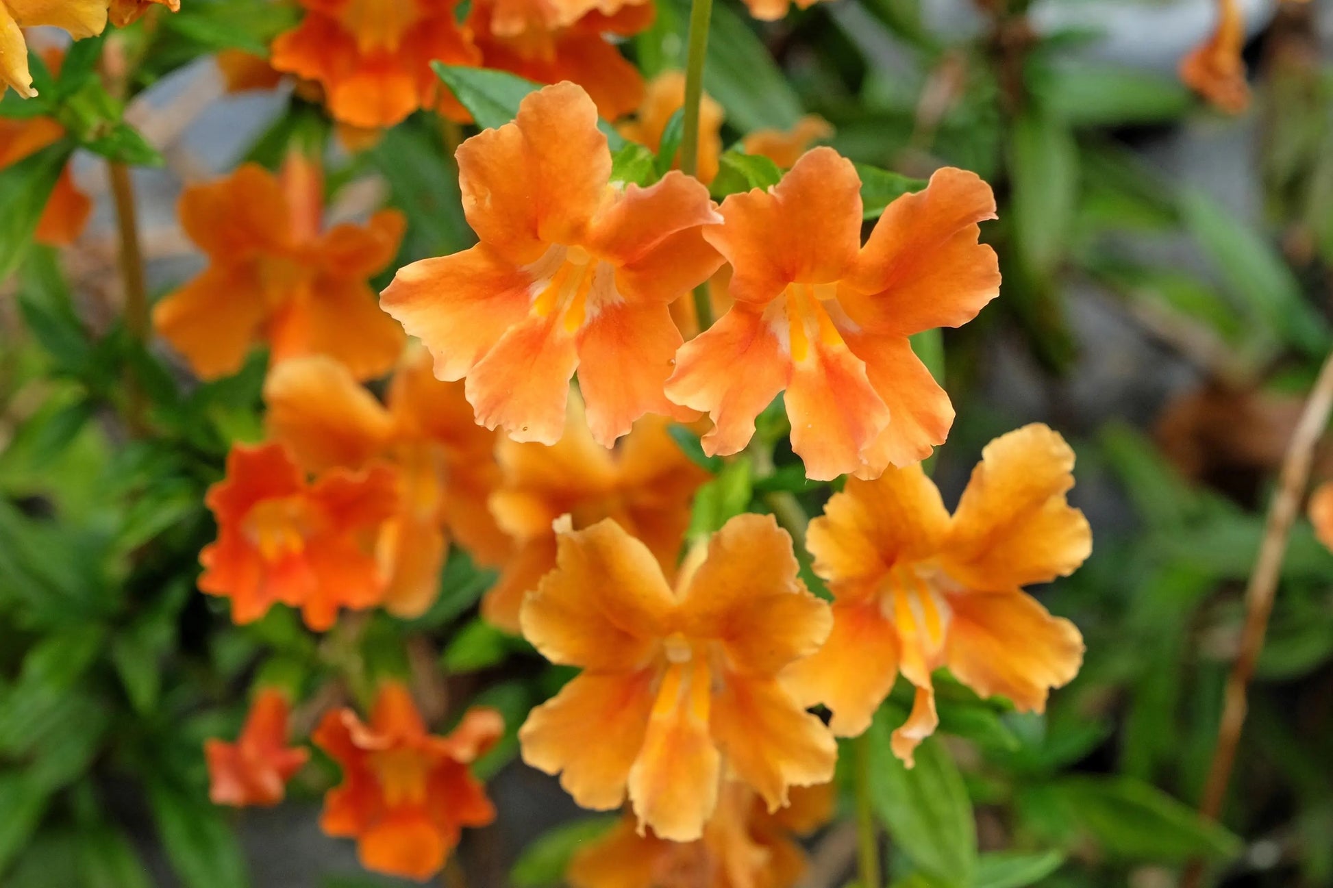 Orange Mimulus Flower seeds for Planting - Wildflower Mix, Heirloom & GMO Free Seeds for Home Garden