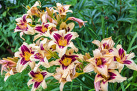 Taglilie Hemerocallis spp Flower Seeds for Planting in Flower Bed