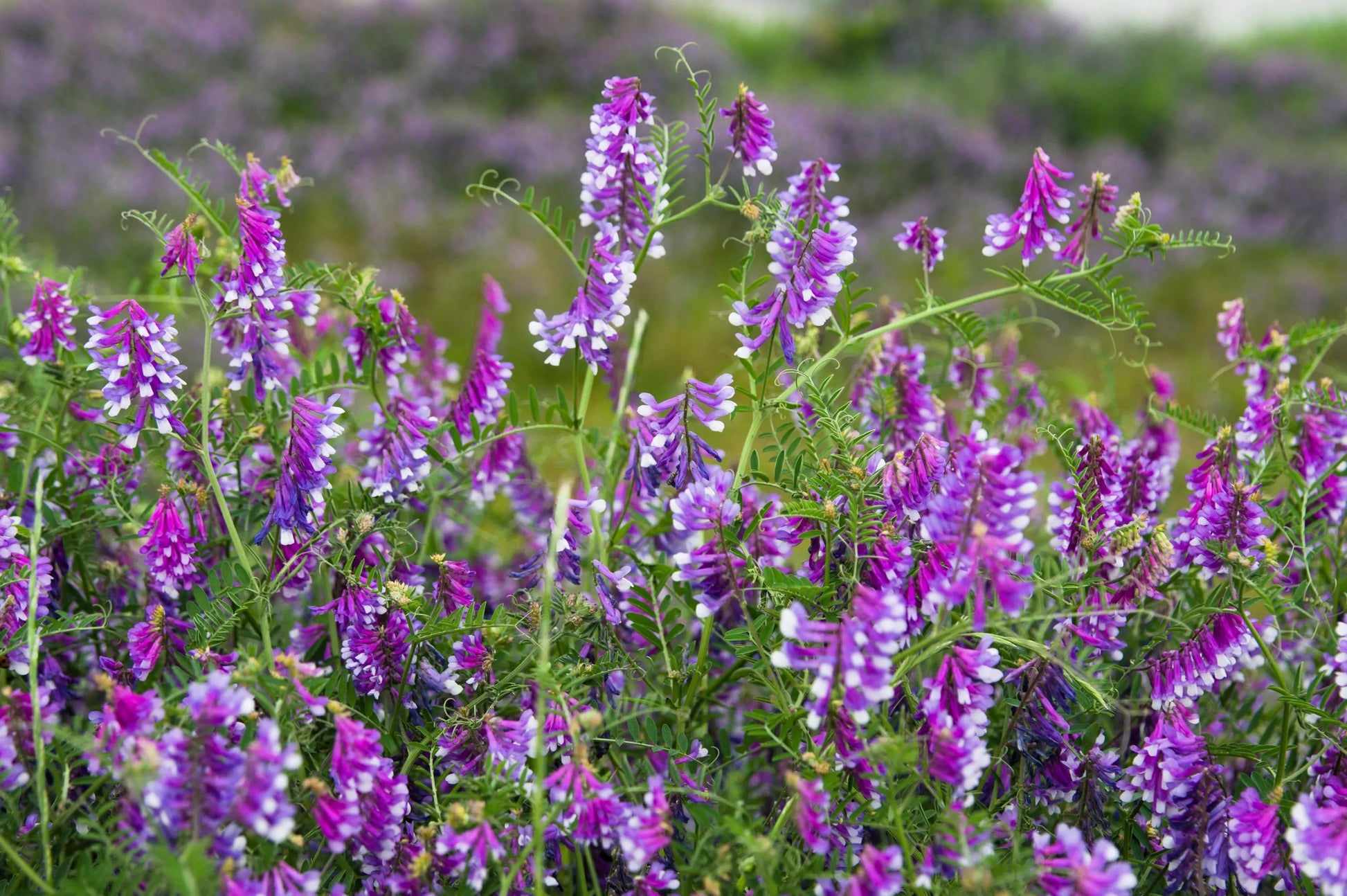 Purple Vetch Flower seeds for Planting - Perfect for Borders, Heirloom & GMO Free Seeds for Home Garden