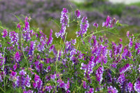 Purple Vetch Flower seeds for Planting - Perfect for Borders, Heirloom & GMO Free Seeds for Home Garden