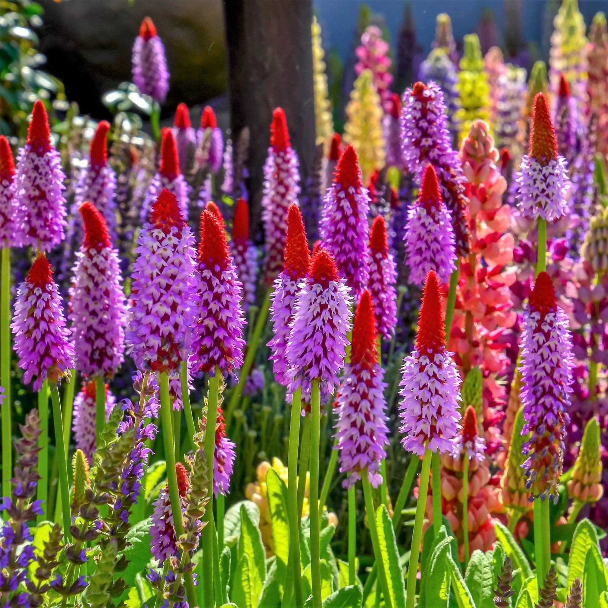 Pink Vialii Flower seeds for Planting Cut Flower Favorite Heirloom & GMO Free Seeds for Home Garden 
 
 Sale